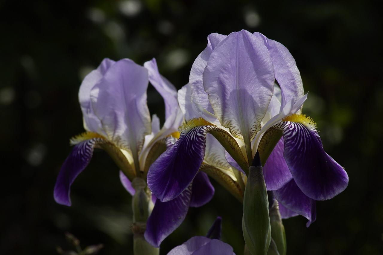 Rüyada Calla Yemek 