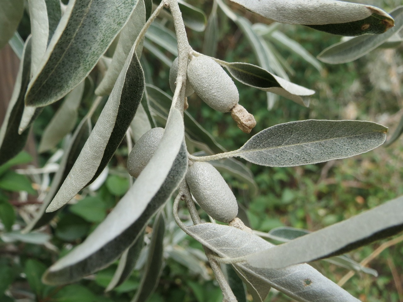 Rüyada İğde Yemek