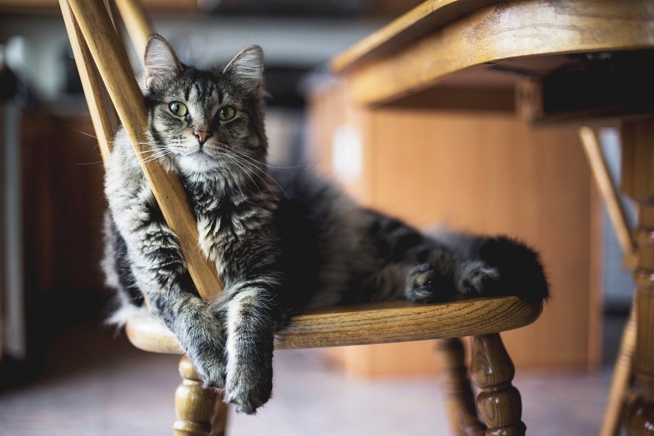 Rüyada Kedi Görmek
