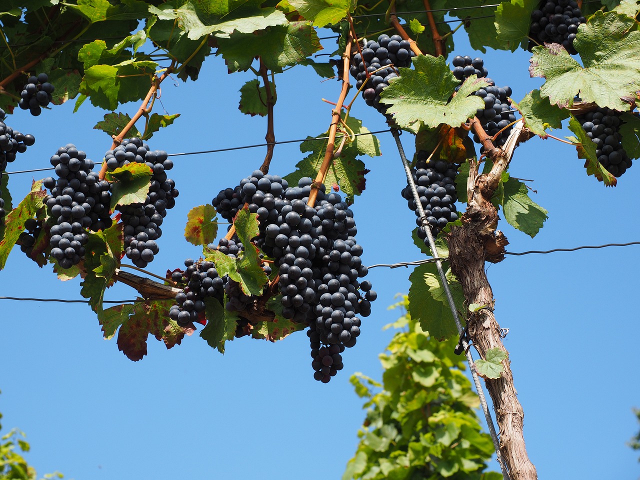 Rüyada Vitis Yemek