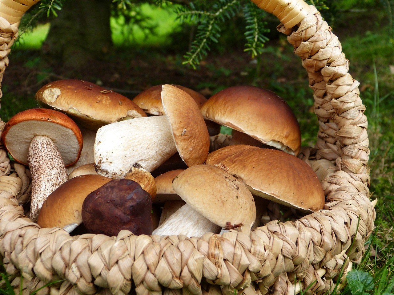 Rüyada Duxelles Yemek