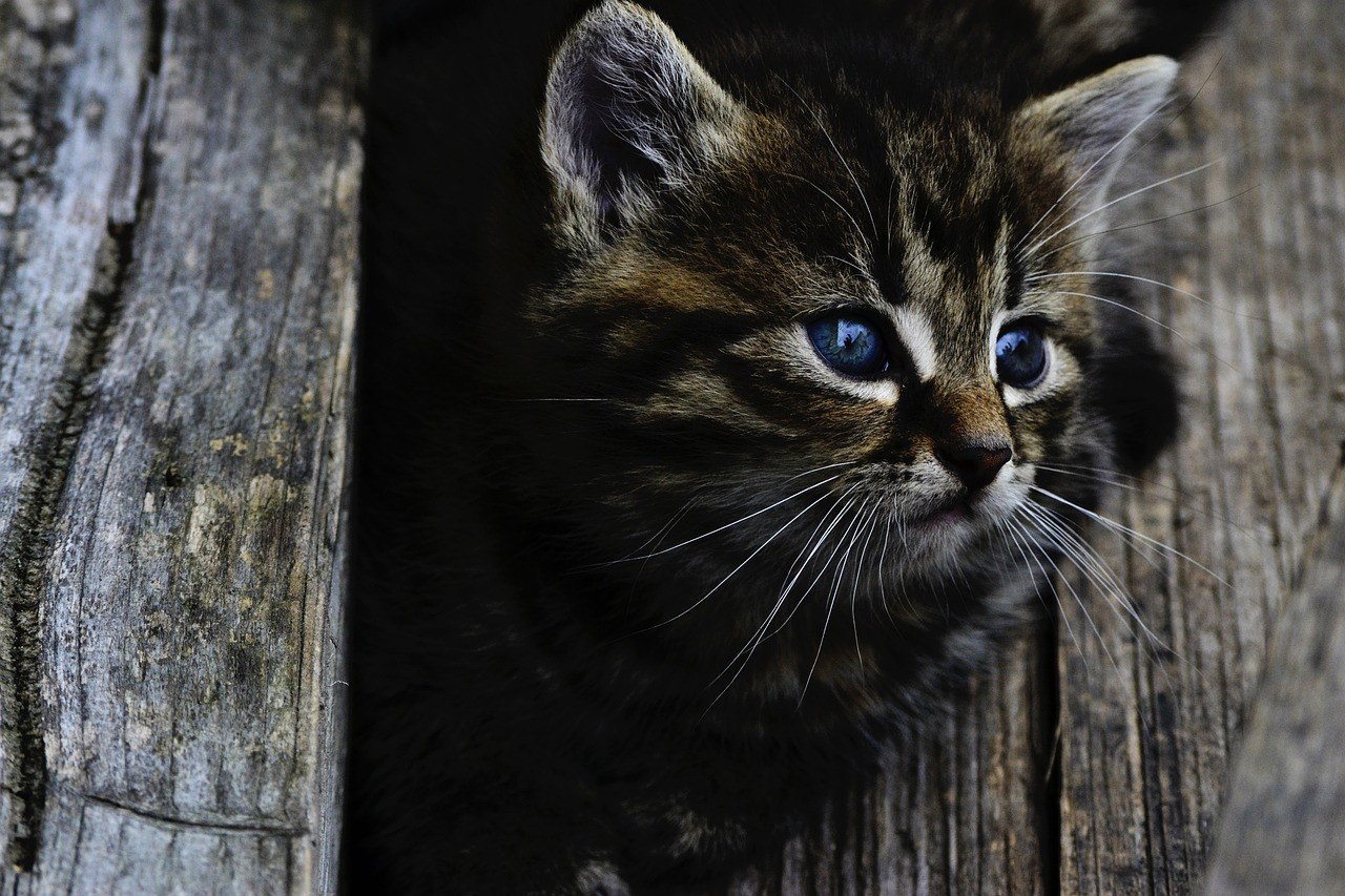 Rüyada Siyah Kedi Görmek