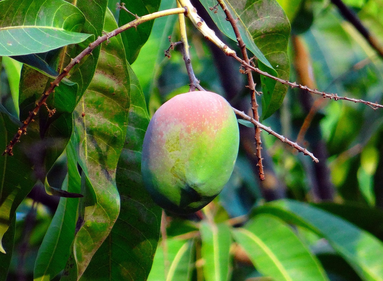 Rüyada Mangifera Görmek