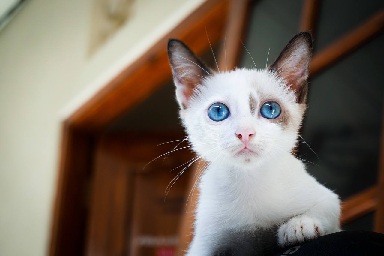 Rüyada Çizmeli Kedi Görmek