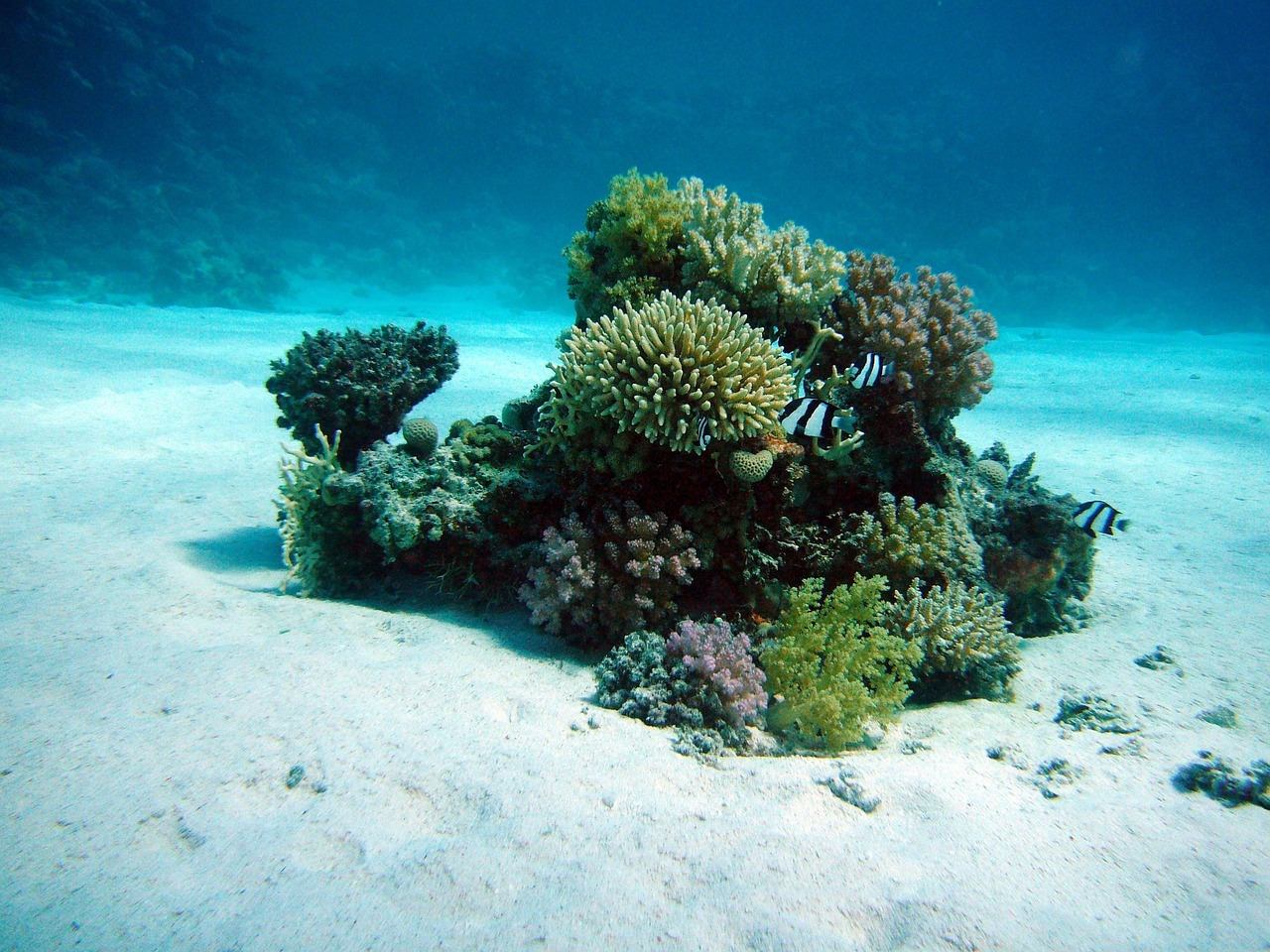 Rüyada Kelp Görmek