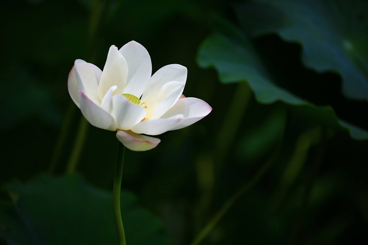 Rüyada Lotus Görmek