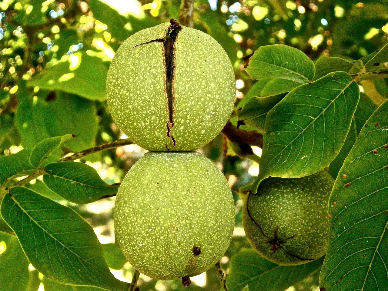Rüyada Kavut Yemek