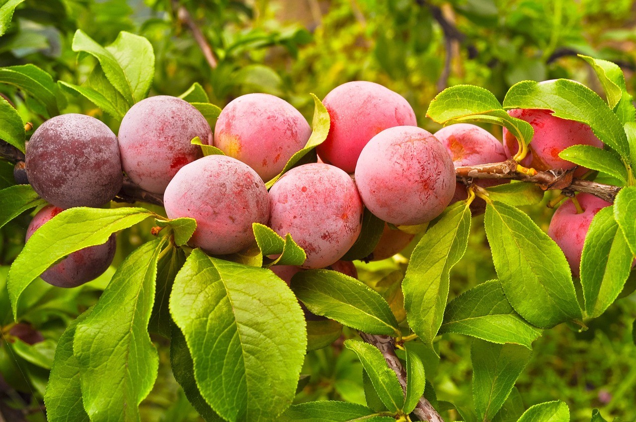 Rüyada Mürdüm eriği Yemek