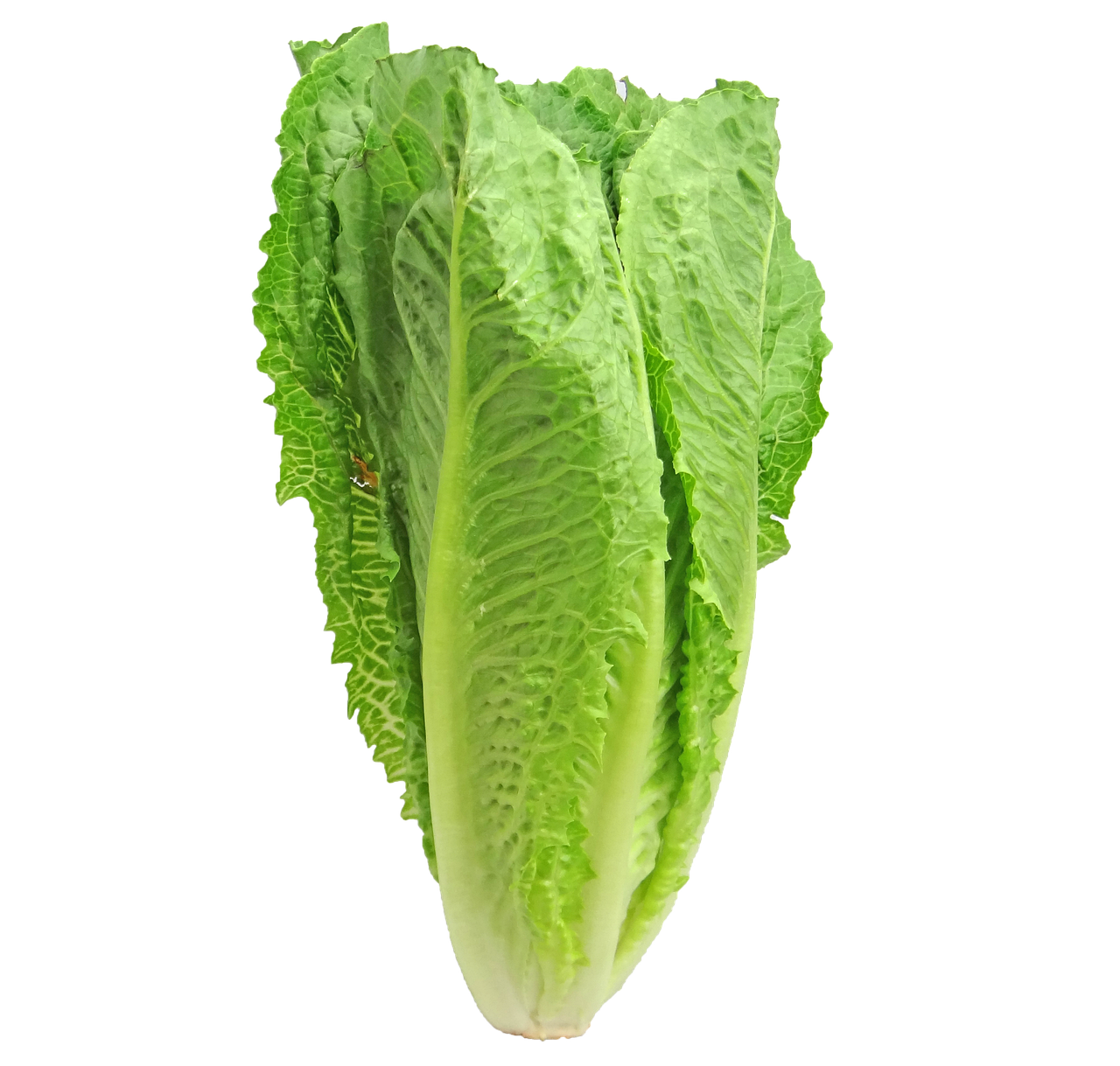 Rüyada Göbek Marul Yemek