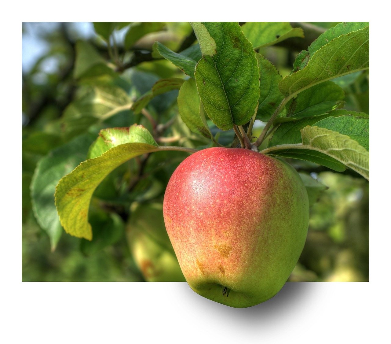 Rüyada Golden Delicious Elması Yemek