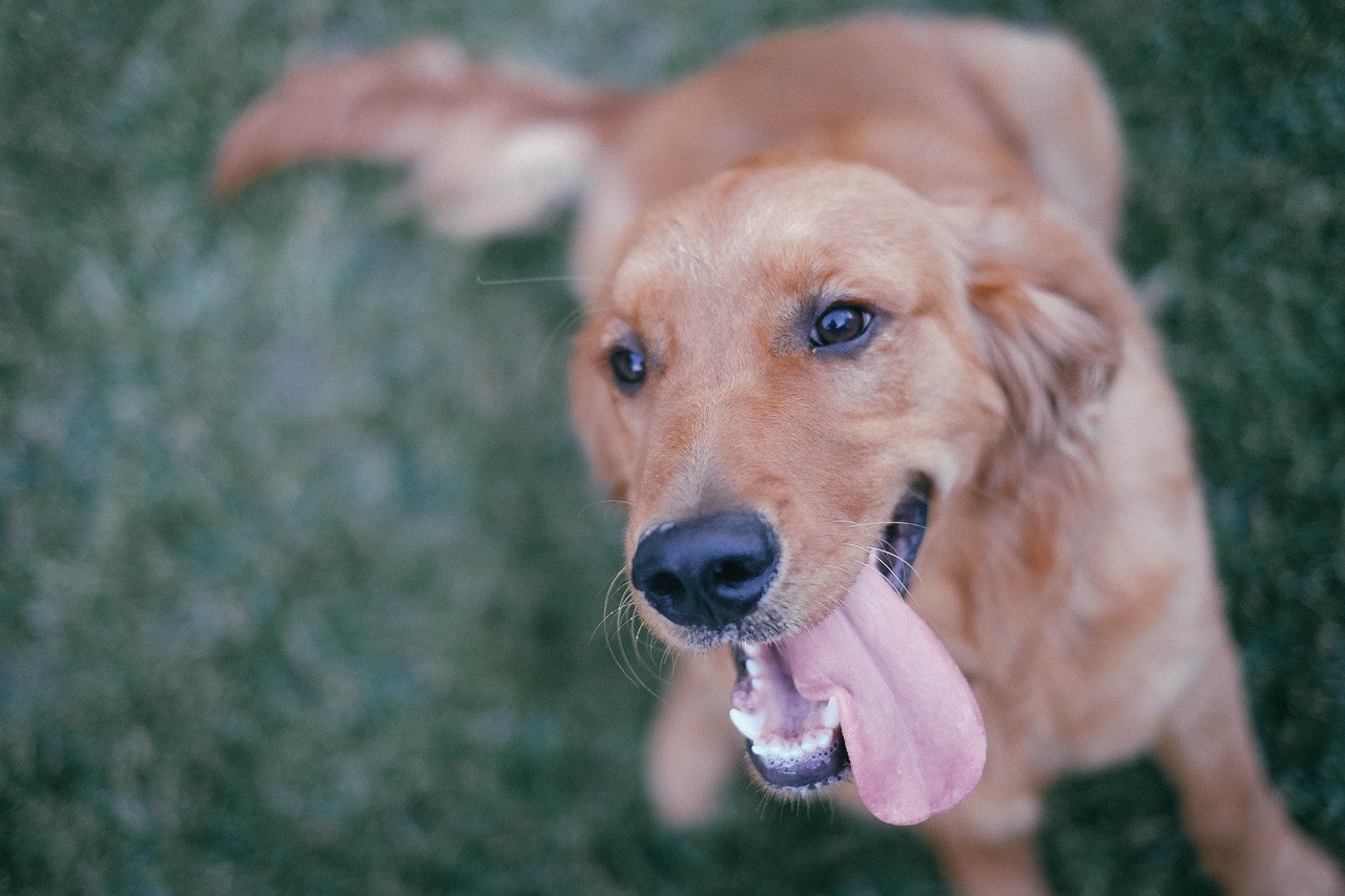 Rüyada bir köpeğin sadakatiyle dostluk kurmak