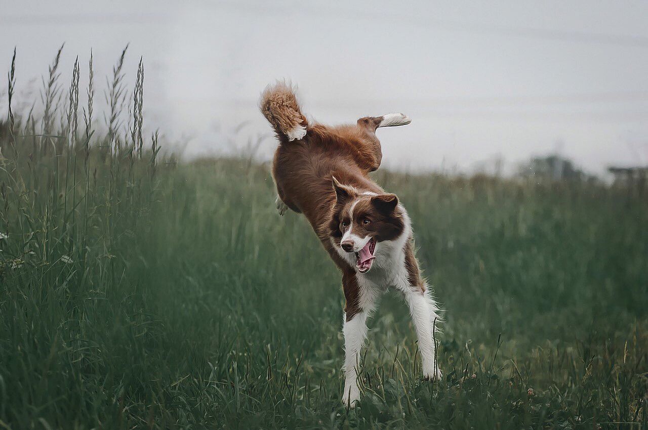 Rüyada Köpek Görmek