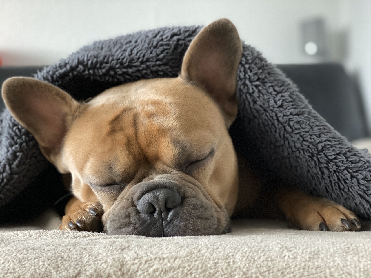 Rüyada Bir köpeği eğitmek